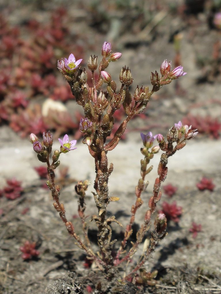 Sedum villosum